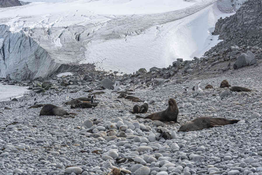 Lobos Marinos Antárticos y Pingüinos Gentoo - isla Robert - islas Shetland del Sur 03.jpg
